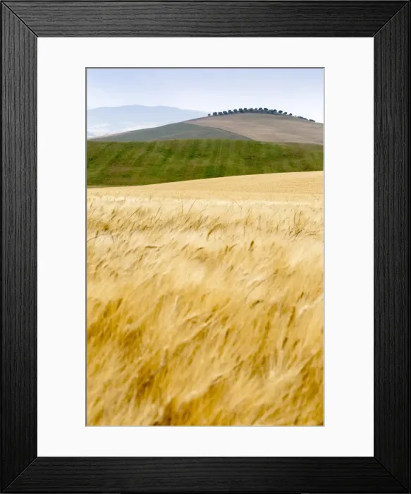 Framed Print : Val d Orcia, Tuscany, Italy. yellow meadow and green hills Framed Print : Val d Orcia, Tuscany, Italy. yellow meadow and green hills
