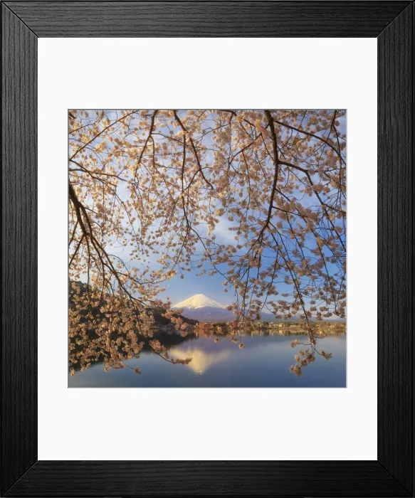 Framed Print : Japan, Yamanashi Prefecture, Kawaguchi-ko Lake, Mt Fuji and Cherry Blossoms Framed Print : Japan, Yamanashi Prefecture, Kawaguchi-ko Lake, Mt Fuji and Cherry Blossoms