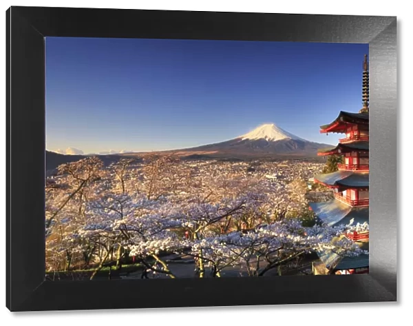 Japan, Yamanashi Prefecture, Fuji-Yoshida, Chureito Pagoda and Mt Fuji during Cherry