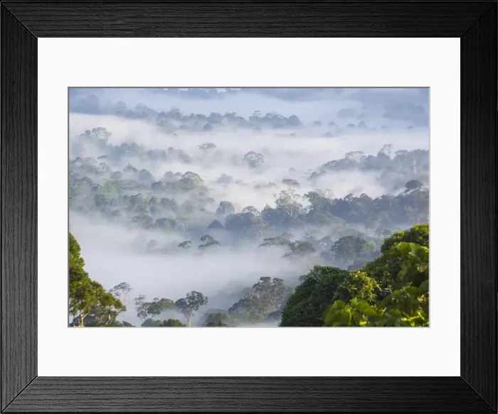 Framed Print : Mist, over tropical rainforest, early morning, Sabah, Borneo, Malaysia