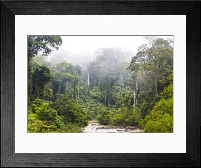 Framed Print : Mist & river through tropical rainforest, Sabah, Borneo, Malaysia Framed Print : Mist & river through tropical rainforest, Sabah, Borneo, Malaysia