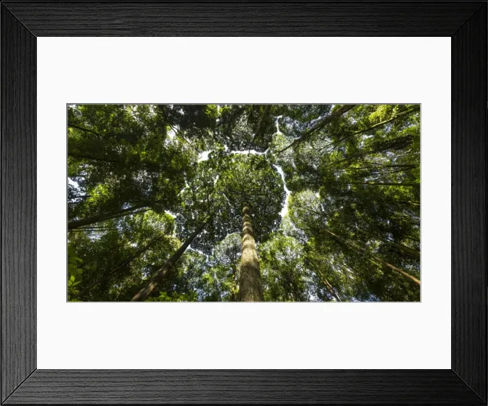 Framed Print : Tree canopy of Dipterocarp trees forming patterns in the sky nr Kuala Lumpur, Malaysia Framed Print : Tree canopy of Dipterocarp trees forming patterns in the sky nr Kuala Lumpur, Malaysia