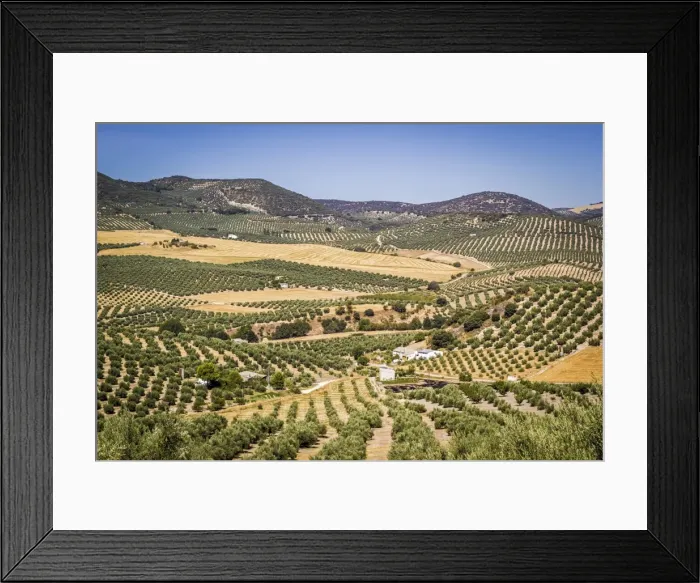 Framed Print : Spain, Andalucia. Olive Trees endless field in summer Framed Print : Spain, Andalucia. Olive Trees endless field in summer