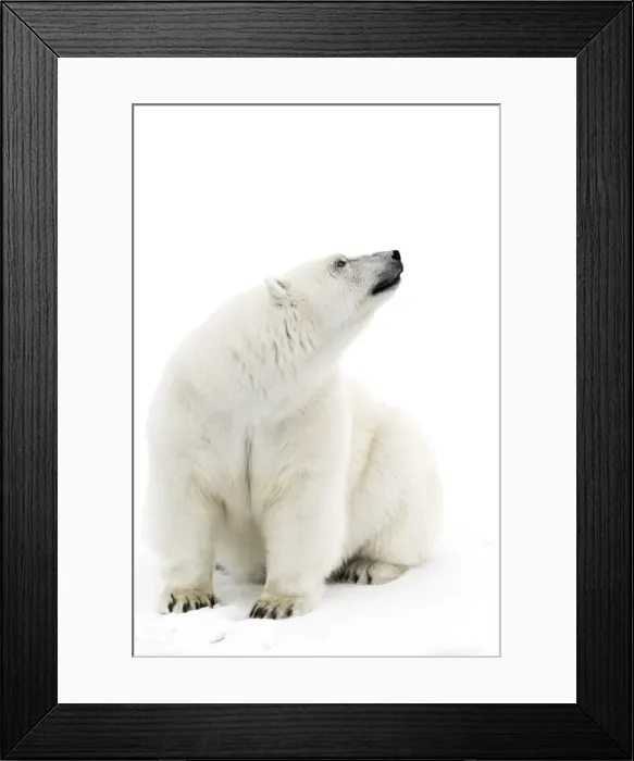 Framed Print : A polar bear in the white of the frozen Arctic Ocean, Svalbard, Norway Framed Print : A polar bear in the white of the frozen Arctic Ocean, Svalbard, Norway