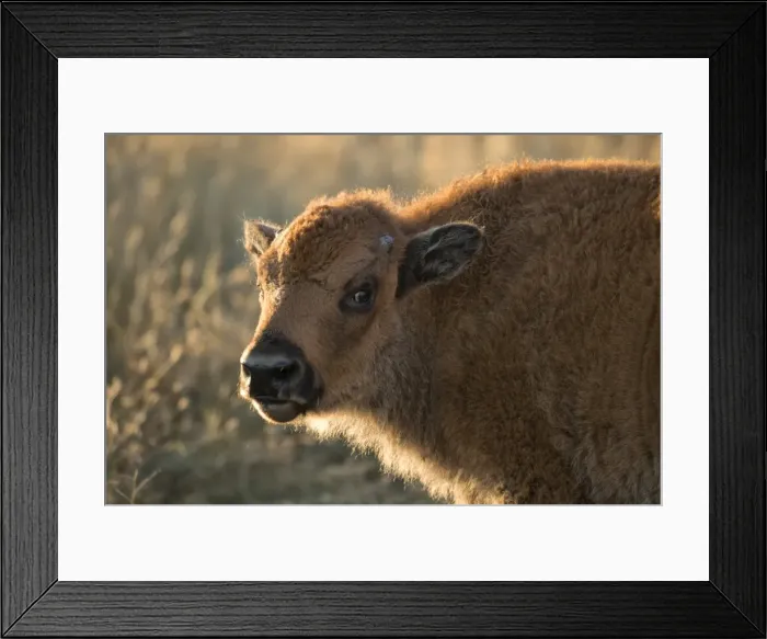 Framed Print : USA, South Dakota, Black Hills, Custer, State Park, wildlife, American bison calf Framed Print : USA, South Dakota, Black Hills, Custer, State Park, wildlife, American bison calf