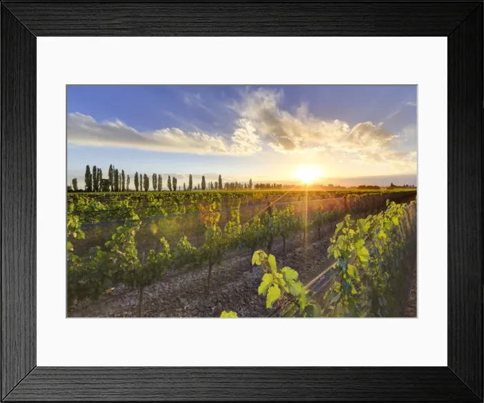 Framed Print : Argentina, Mendoza, Lujan de Cuyo, Malbec Grape Wineries Framed Print : Argentina, Mendoza, Lujan de Cuyo, Malbec Grape Wineries