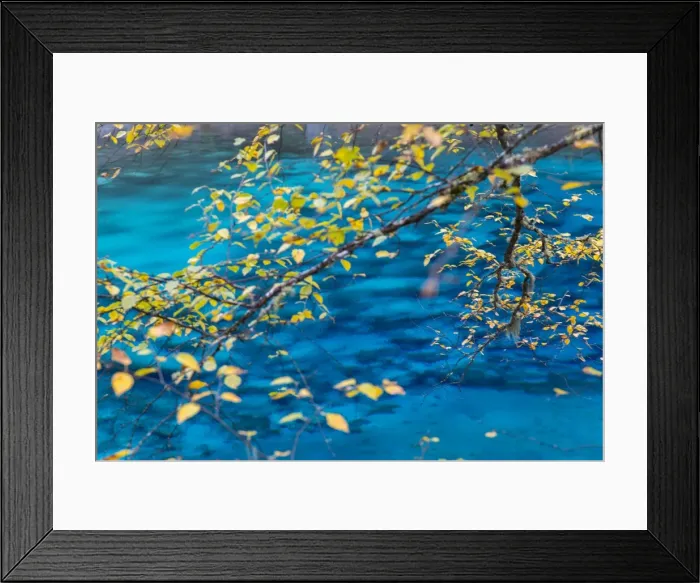 Framed Print : Autumn tree & lake, Jiuzhaigou National Park, Sichuan Province, China