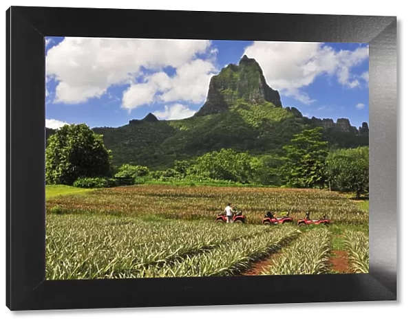 Pinapple Plantation, Mount Tohiea, Valle de Gauguin, Moorea, French Polynesia, South Seas