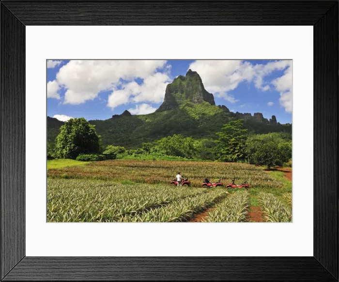 Framed Print : Pinapple Plantation, Mount Tohiea, Valle de Gauguin, Moorea, French Polynesia, South Seas