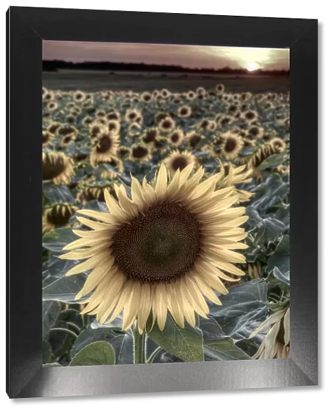 France, Centre Region, Indre-et-Loire, Sainte Maure de Touraine, Sunflowers in Sunflower