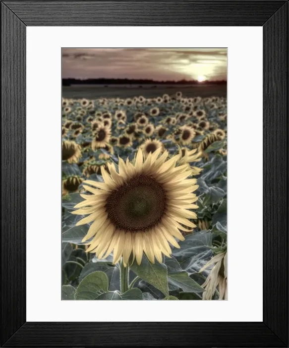 Framed Print : France, Centre Region, Indre-et-Loire, Sainte Maure de Touraine, Sunflowers in Sunflower Framed Print : France, Centre Region, Indre-et-Loire, Sainte Maure de Touraine, Sunflowers in Sunflower