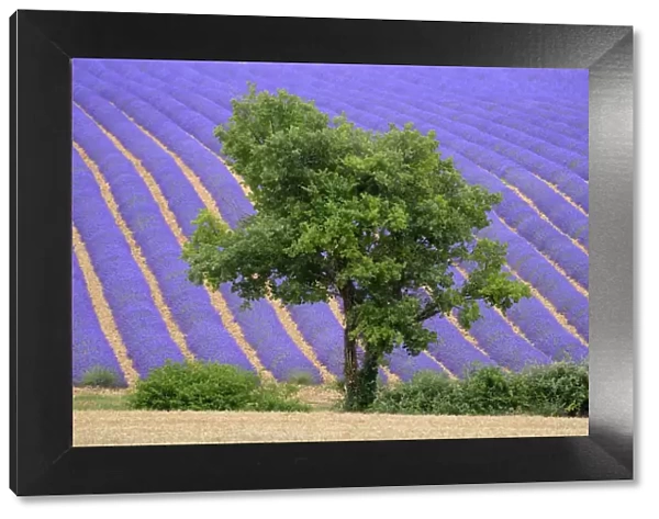 Lavender field near Valensole, Provence, France, Europe