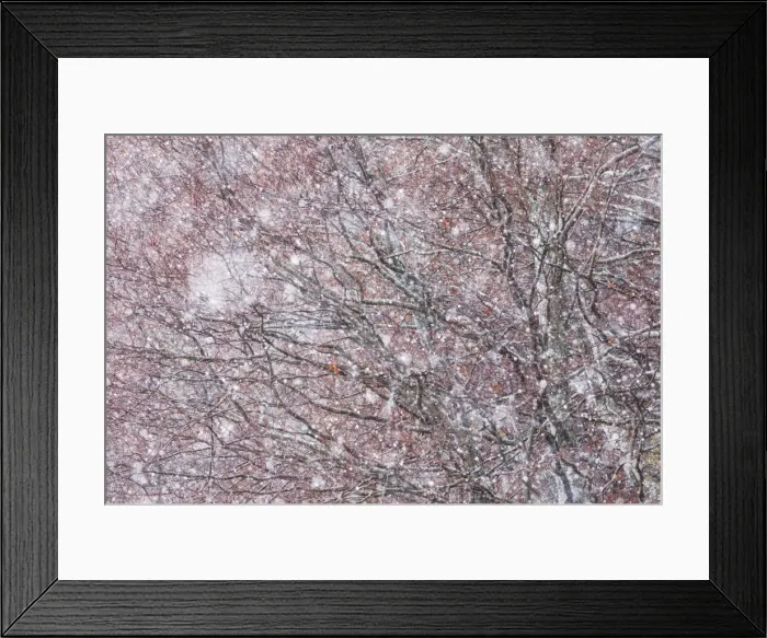 Framed Print : Italy, Abruzzo, Snowflakes swirling around almost bare trees, Campo Imperatore area