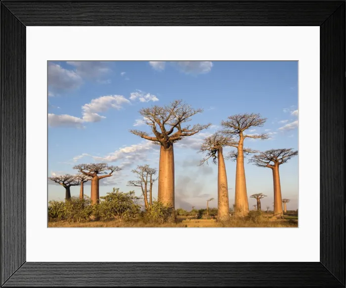 Framed Print : Madagascar, Morondava, Les Allae des Baobabs at sundown Framed Print : Madagascar, Morondava, Les Allae des Baobabs at sundown