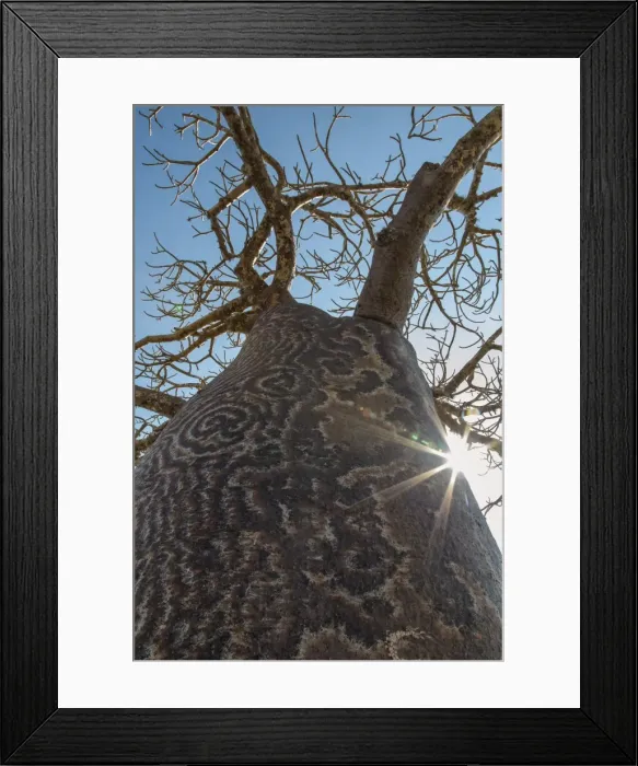 Framed Print : Madagascar, Ifaty, A big Baobab with a spotted bark on the road to Ifaty Framed Print : Madagascar, Ifaty, A big Baobab with a spotted bark on the road to Ifaty