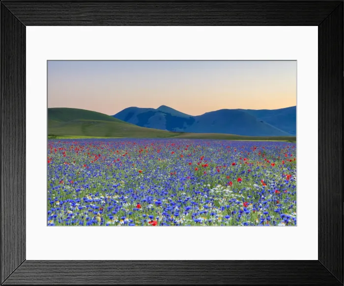 Framed Print : Italy, Umbria, Sunset in Castelluccio di Norcia during flowering Framed Print : Italy, Umbria, Sunset in Castelluccio di Norcia during flowering