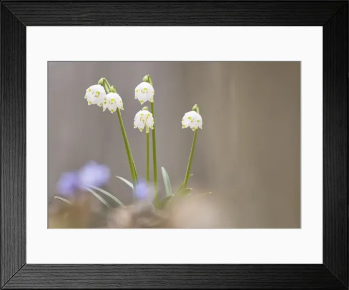 Framed Print : Snow dropsSpring Snow-flake Framed Print : Snow dropsSpring Snow-flake