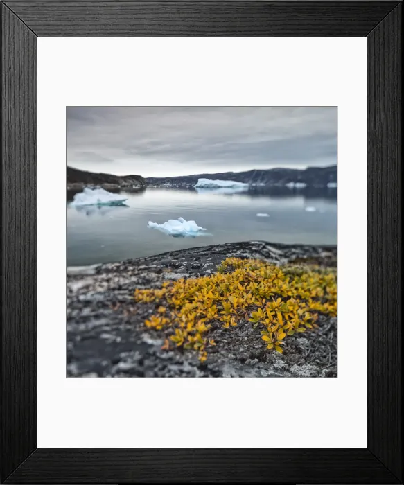 Framed Print : Greenland, DiskoBay, Reefs, sea with icebergs of Ataa a small village of fishermen Framed Print : Greenland, DiskoBay, Reefs, sea with icebergs of Ataa a small village of fishermen