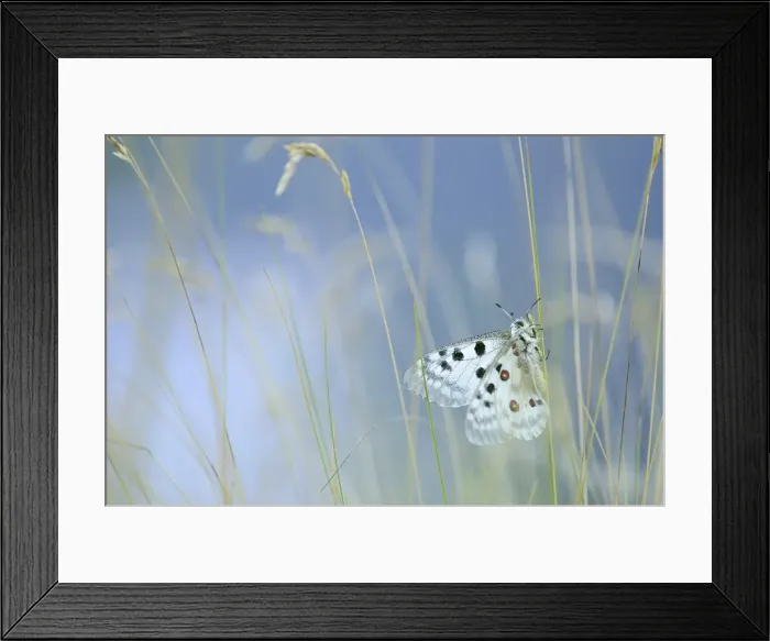 Framed Print : Italy, Friuli Venezia Giulia, Apollo delle alpi butterfly Framed Print : Italy, Friuli Venezia Giulia, Apollo delle alpi butterfly