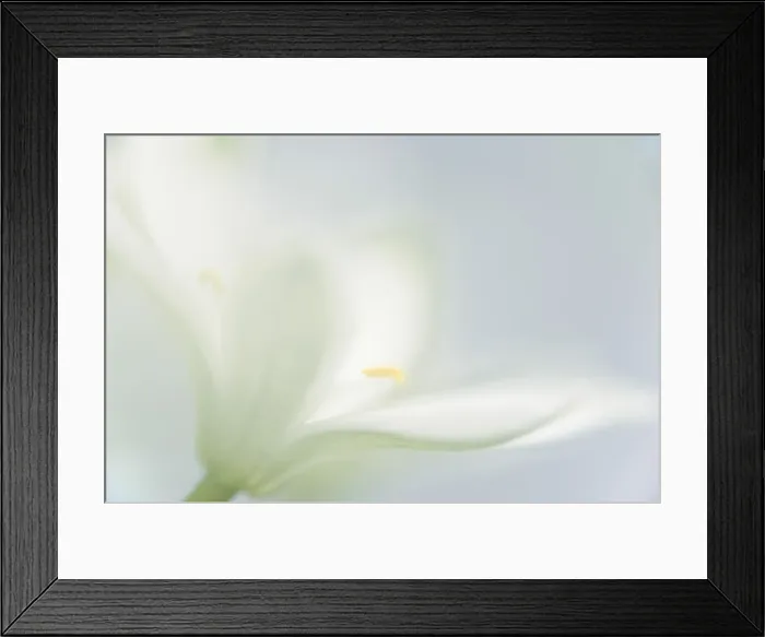 Framed Print : Italy, Friuli Venezia Giulia, latte di gallina Framed Print : Italy, Friuli Venezia Giulia, latte di gallina