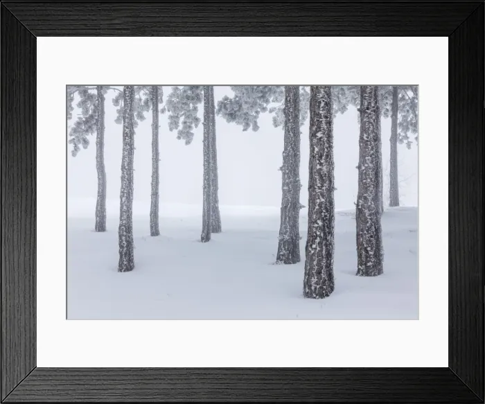 Framed Print : Italy, Emilia Romagna, Pines in snow Framed Print : Italy, Emilia Romagna, Pines in snow