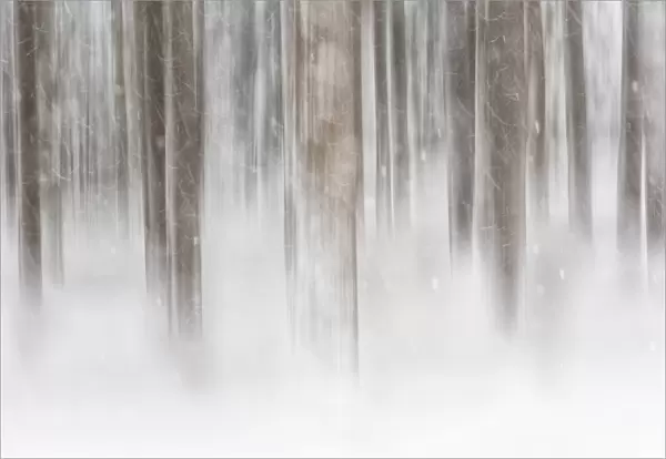 Italy, Friuli Venezia Giulia, forest in the snow
