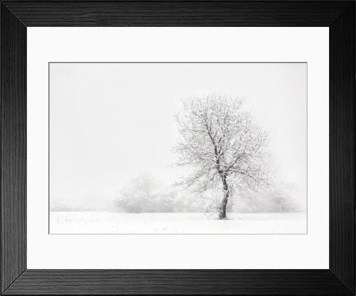 Framed Print : Italy, Friuli Venezia Giulia, Dolomites, lone tree in the snow Framed Print : Italy, Friuli Venezia Giulia, Dolomites, lone tree in the snow