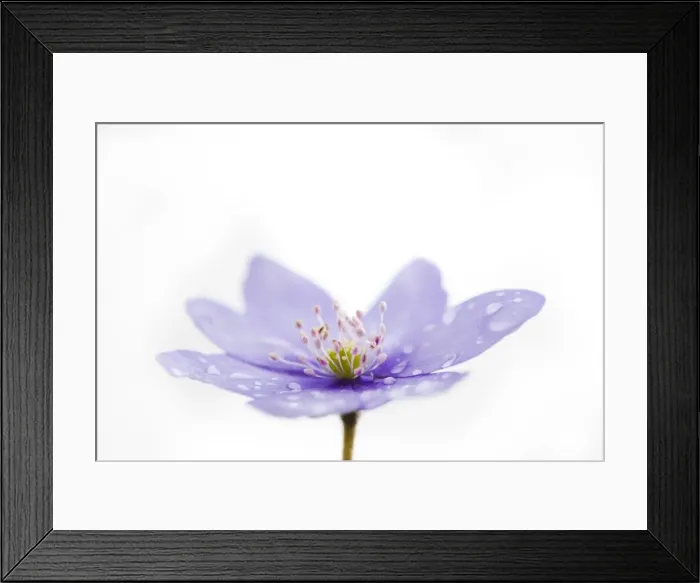 Framed Print : Italy, Friuli Venezia Giulia, Anemone Hepatica with dew Framed Print : Italy, Friuli Venezia Giulia, Anemone Hepatica with dew