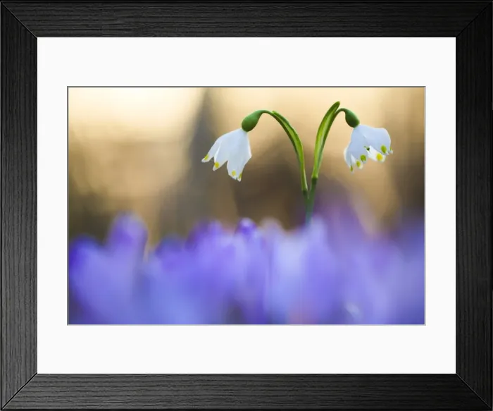 Framed Print : Italy, Friuli Venezia Giulia, Leucojum vernum (Spring snowflake) Framed Print : Italy, Friuli Venezia Giulia, Leucojum vernum (Spring snowflake)