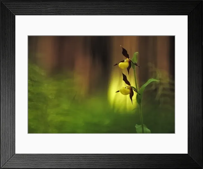 Framed Print : Italy, Friuli Venezia Giulia, Ladys slipper (slipper orchid) Framed Print : Italy, Friuli Venezia Giulia, Ladys slipper (slipper orchid)