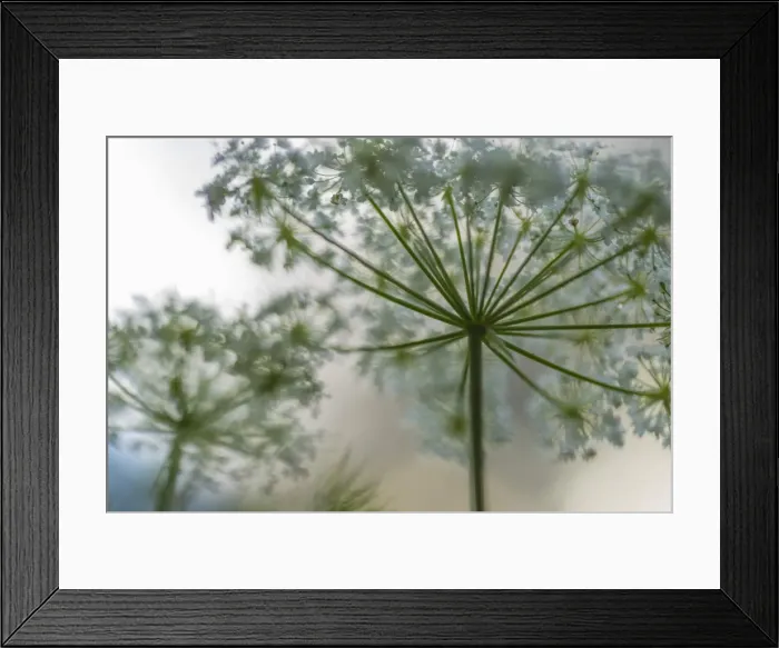 Framed Print : Italy, Veneto, A detail of Carum carvi (meridian fennel)