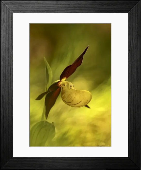 Framed Print : Italy, Friuli Venezia Giulia, Ladys slipper (slipper orchid) Framed Print : Italy, Friuli Venezia Giulia, Ladys slipper (slipper orchid)