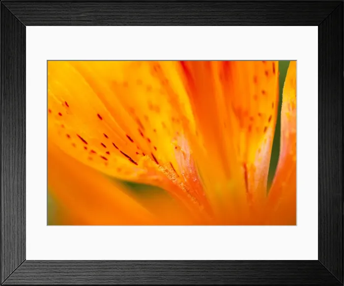 Framed Print : Italy, Friuli Venezia Giulia, Lilium bulbiferum or Orange Lily Framed Print : Italy, Friuli Venezia Giulia, Lilium bulbiferum or Orange Lily