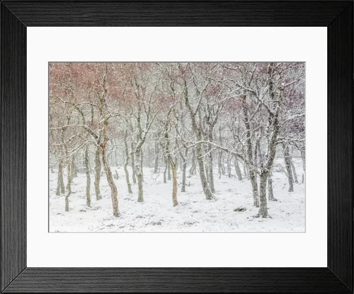 Framed Print : UK, Scotland, Highlands, Braemar, forest in snow Framed Print : UK, Scotland, Highlands, Braemar, forest in snow
