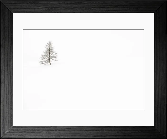 Framed Print : Italy, Veneto, larch isolated in white snow Framed Print : Italy, Veneto, larch isolated in white snow