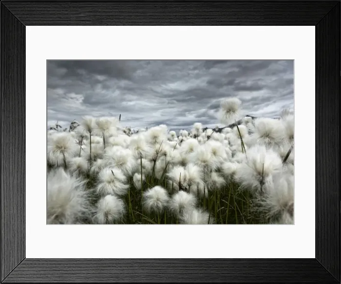 Framed Print : Iceland, Landmannlaugar, Flowering of cottongrass and the Iceland sky, leaden Framed Print : Iceland, Landmannlaugar, Flowering of cottongrass and the Iceland sky, leaden