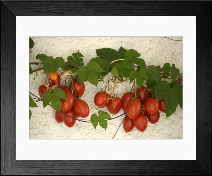 Framed Print : Vine tomatoes, Mirtos, Crete, Greece, Europe