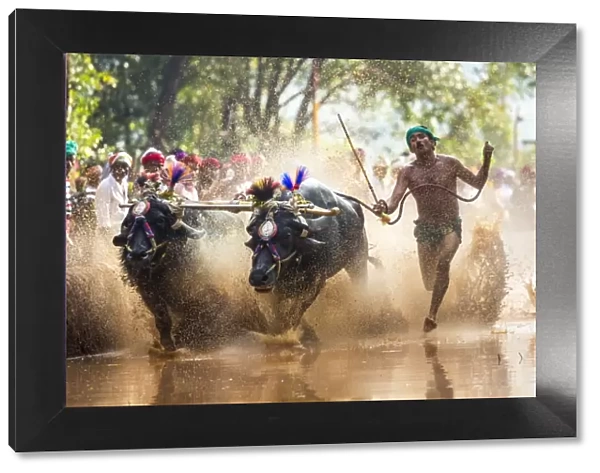 Kambala, traditional buffalo racing, Kerala, India