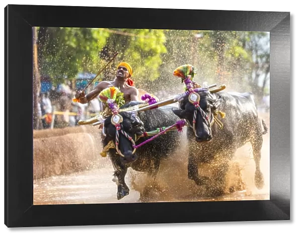 Kambala, traditional buffalo racing, Kerala, India