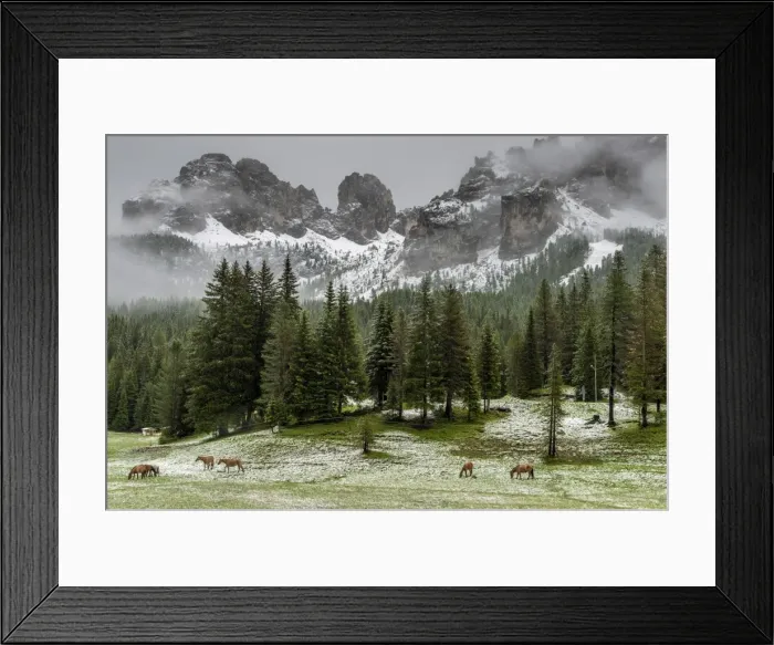 Framed Print : Horses grazing in the meadow blanketed in summer snow, Dolomites, Alto Adige or South Tyrol Framed Print : Horses grazing in the meadow blanketed in summer snow, Dolomites, Alto Adige or South Tyrol