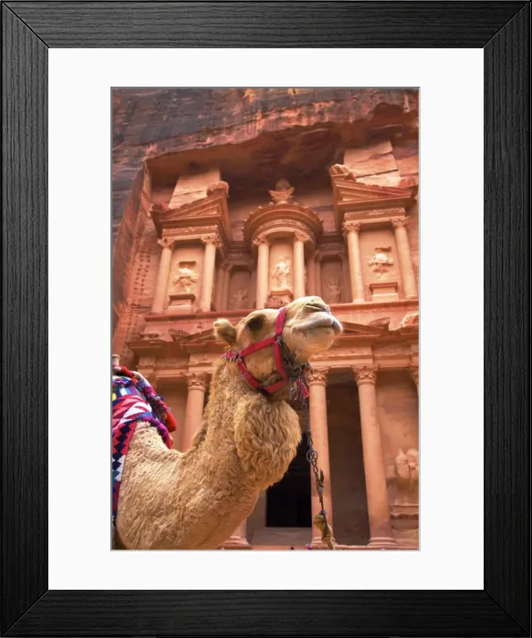 Framed Print : Camel In Front Of The Treasury, Petra, Jordan, Middle East