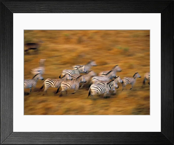 Framed Print : Zebras, Msai Mara Game Reserve, Kenya Framed Print : Zebras, Msai Mara Game Reserve, Kenya