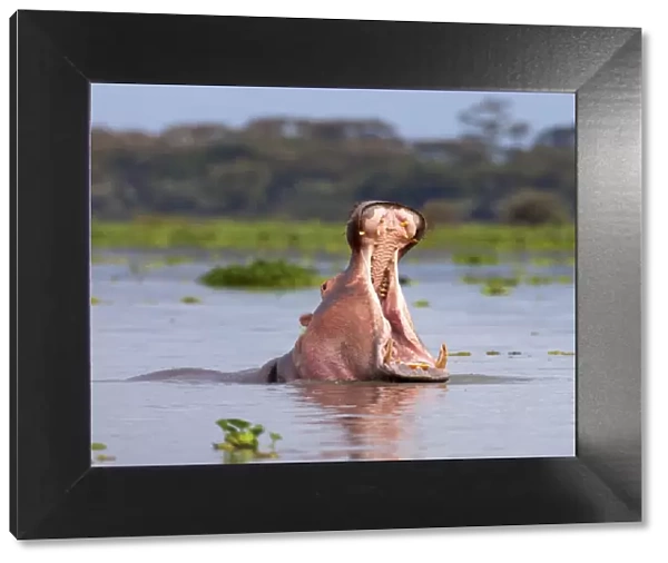 Hippos (Hippopotamus amphibius), Lake Naivasha, Nakuru County, Kenya
