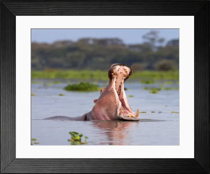 Framed Print : Hippos (Hippopotamus amphibius), Lake Naivasha, Nakuru County, Kenya Framed Print : Hippos (Hippopotamus amphibius), Lake Naivasha, Nakuru County, Kenya