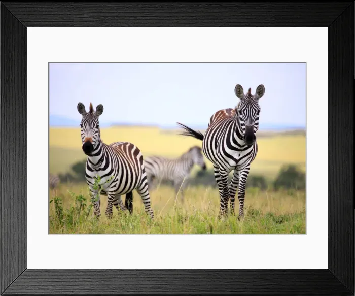 Framed Print : Grevy zebra (Equus grevyi), Msai Mara National Reserve, Kenya Framed Print : Grevy zebra (Equus grevyi), Msai Mara National Reserve, Kenya