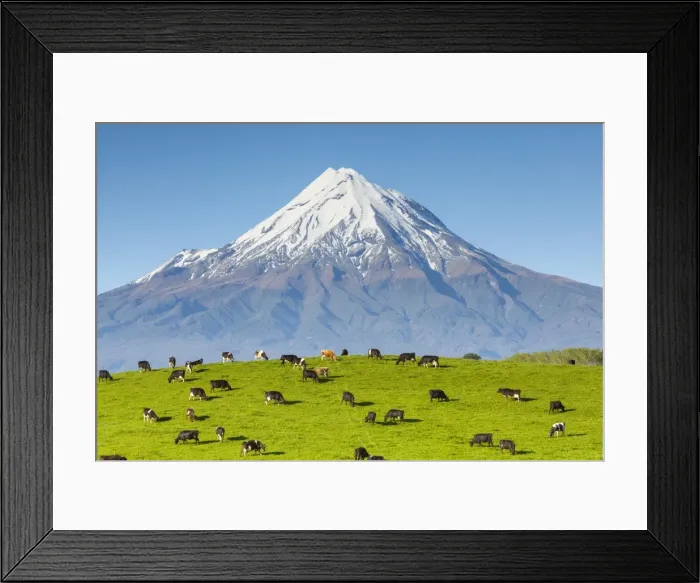 Framed Print : Mount Taranaki (Egmont) and grazing dairy cows, Taranaki, North Island, New Zealand