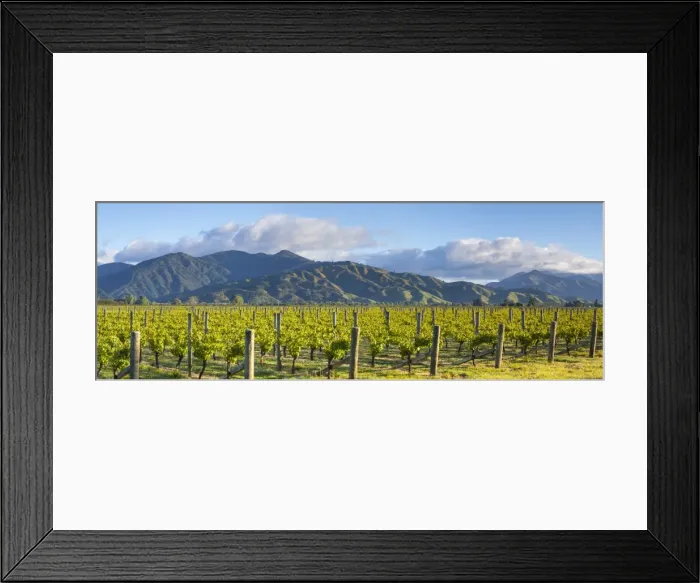 Framed Print : Picturesque Vineyard, Blenheim, Marlborough, South Island, New Zealand Framed Print : Picturesque Vineyard, Blenheim, Marlborough, South Island, New Zealand