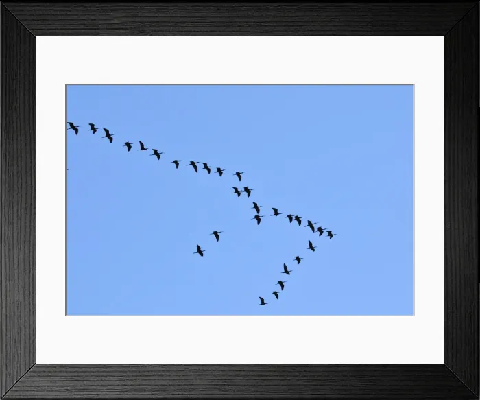 Framed Print : Glossy Ibis flock (Plegadis falcinellus) flying at the Sado Estuary Nature Reserve