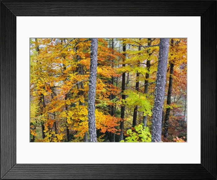 Framed Print : Beech trees in autumn time. Serra da Estrela Nature Park, Portugal Framed Print : Beech trees in autumn time. Serra da Estrela Nature Park, Portugal