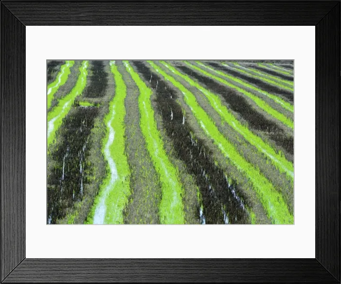 Framed Print : A rice field in the Sado Estuary Nature Reserve. Portugal Framed Print : A rice field in the Sado Estuary Nature Reserve. Portugal